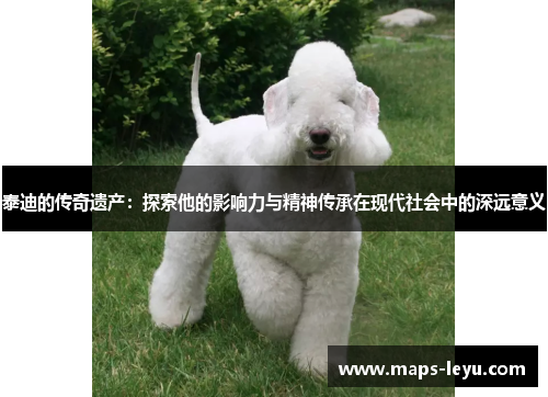 泰迪的传奇遗产：探索他的影响力与精神传承在现代社会中的深远意义